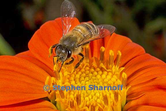 bee on tithonia rotundifolia 1 graphic